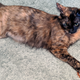 Image for article titled Woman Annoyed Cat Would Rather Play With Hair Tie Than Expensive Gaming Console She Bought It